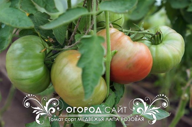 Как высеять томаты