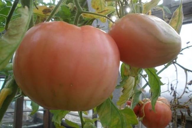 Выращивание томатов Мулен Руж в теплице: несколько полезных советов