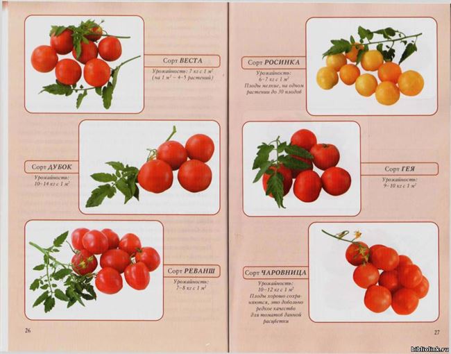 Особенности выращивания томата Настена, посадка и уход