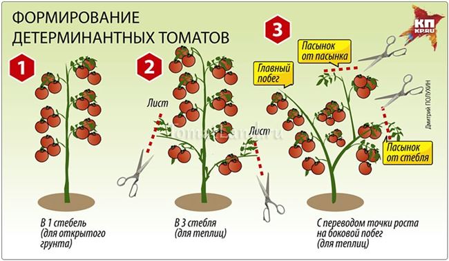 Видео: как формировать детерминантные томаты