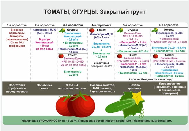 Рекомендации по поливу и подкормке томатов 