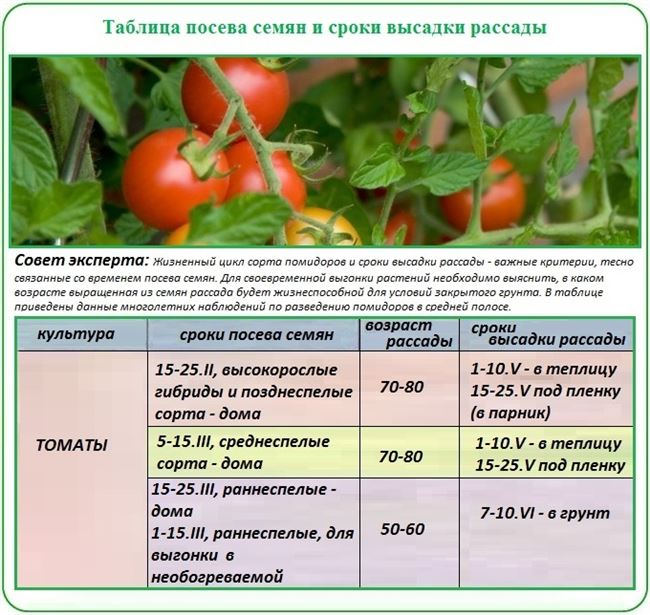 Как посадить помидоры в теплице или на открытом грунте