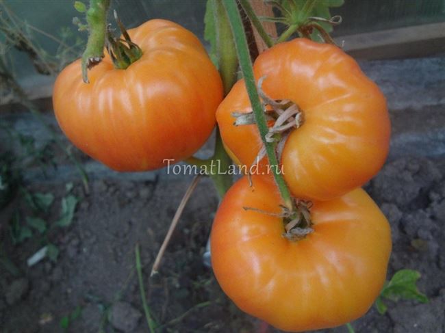 Формирование высокорослых томатов на видео