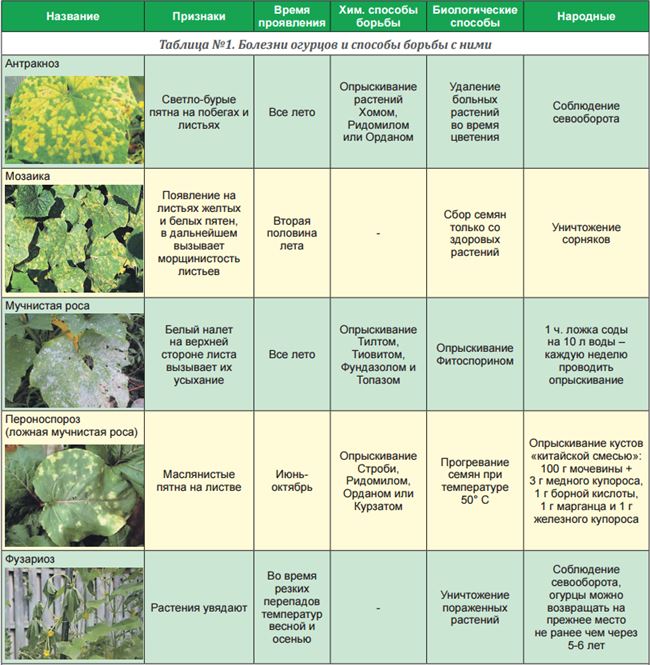 Меры борьбы с болезнями и вредителями — таблица