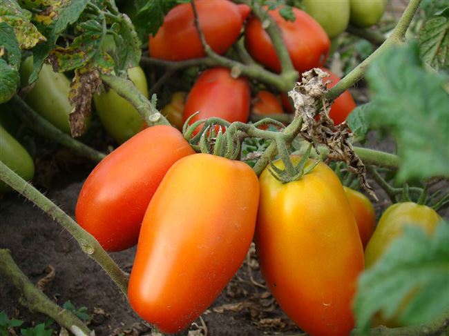Описание и характеристика сорта томата Перцевидный, отзывы, фото
