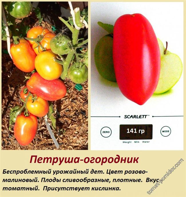 Характеристика растения и его плодов, урожайность
