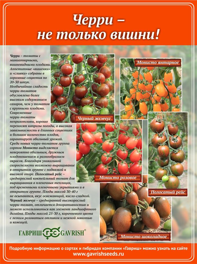 Характеристика и описание сорта томата Полосатый рейс, отзывы огородников
