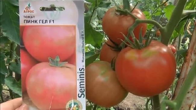 Формирование детерминантных томатов, видео
