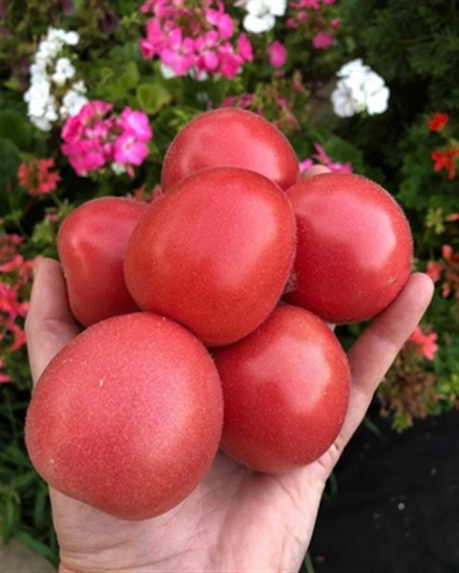 Видео: супер средство для увеличения урожая томатов