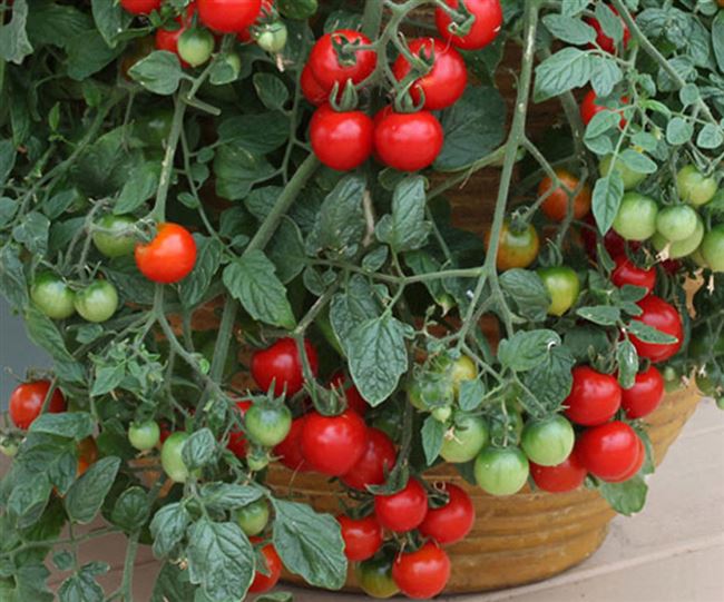 Уход за рассадой томатов