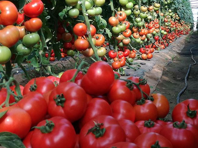 Выращивание томатов Белле