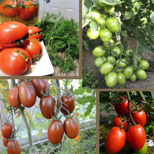 Характеристика томатов сорта Сливка Московская