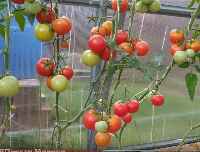 Описание сорта томатов Снегопад F1