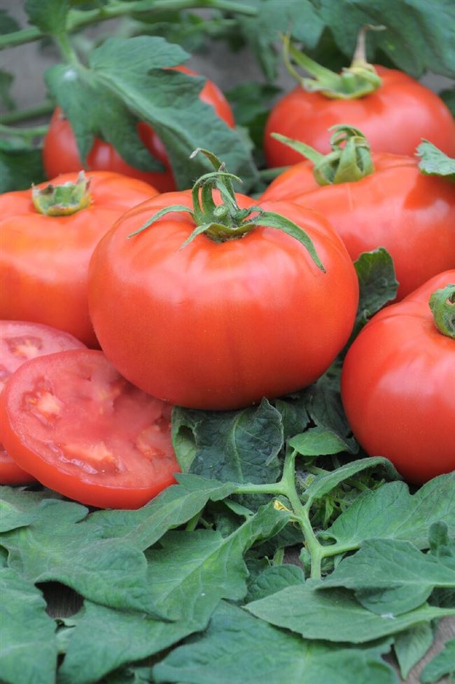 Правила выращивания крупноплодных томатов Снежный барс — описание сорта и характеристики, отзывы об урожайности