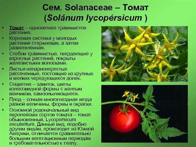 Биологические особенности растения