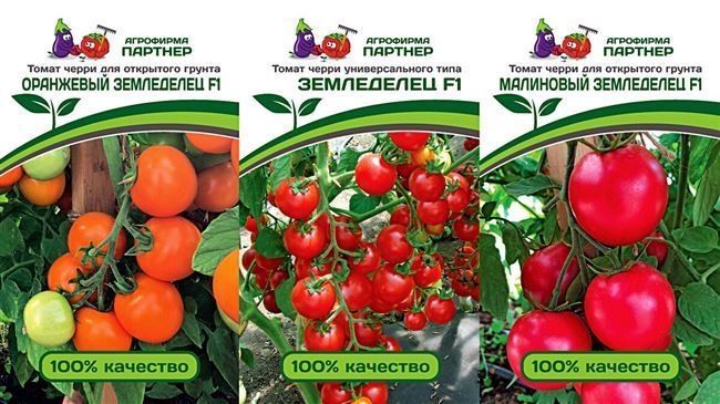 Урожайность томата Президент 2 и плодоношение