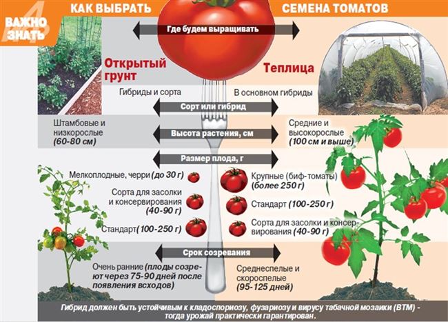 Посадка рассады томатов