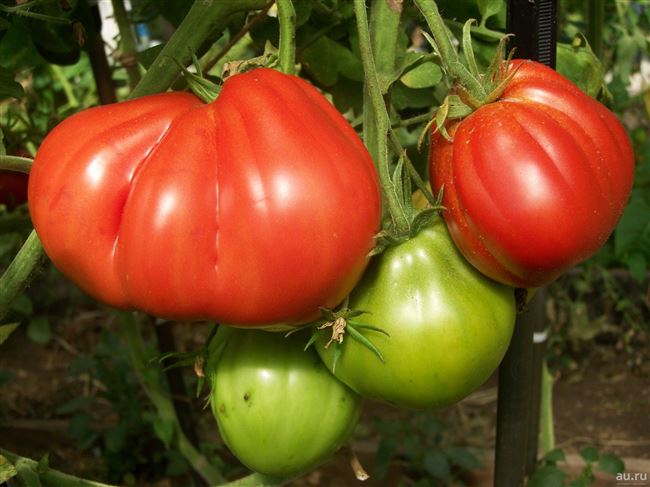 Особенности выращивания томатов Сто пудов, посадка и уход