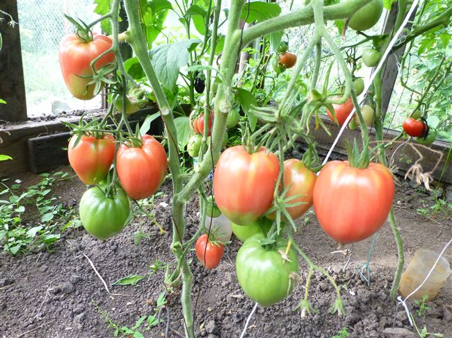 Особенности выращивания помидоров Сенсей, посадка и уход