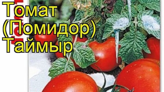 Уход за томатом и сбор урожая
