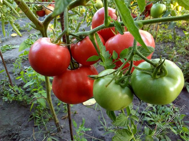 Выращивание помидоров Тарпан, посадка и уход