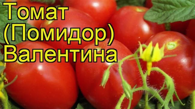 Особенности выращивания томата Валентина, посадка и уход