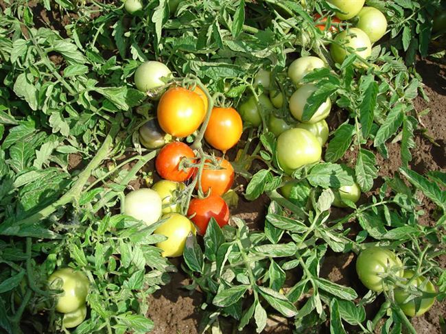 Болезни и вредители японских томатов