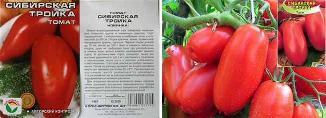 Особенности выращивания томата Сибирская тройка, посадка и уход