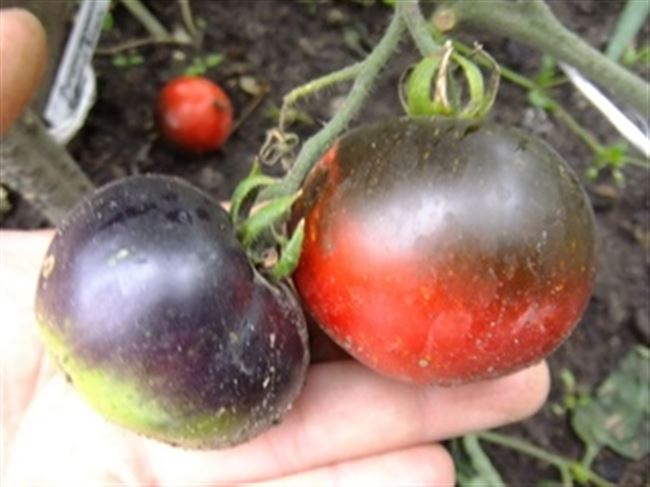 Описание и характеристика томата Красный уголь, отзывы, фото