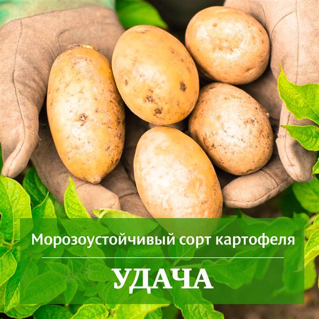 Характеристика и описание картофеля сорта Удача