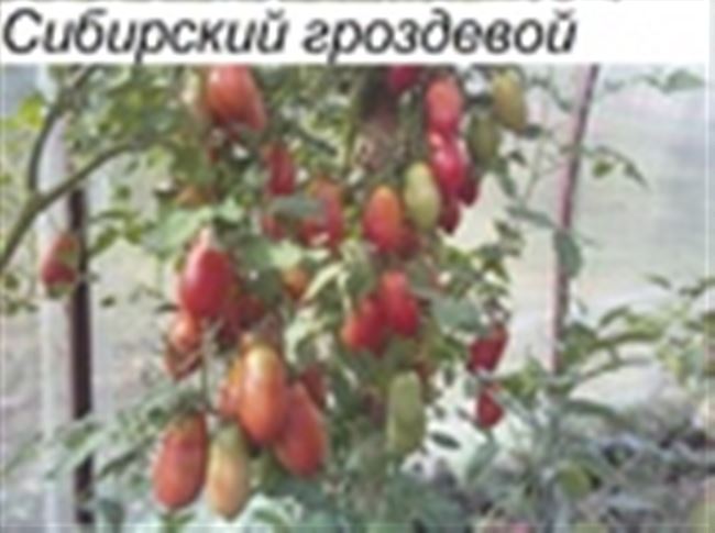 Урожайность томата Французский Гроздевой
