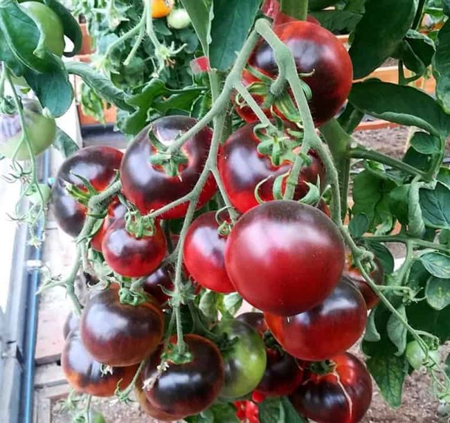Вредители помидоров