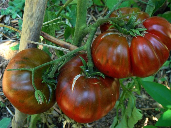 Характеристика и особенности выращивания томата «Айсберг»