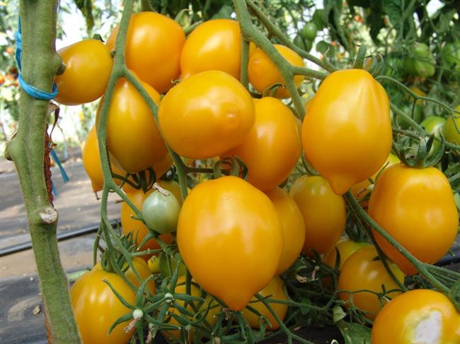 Уход за сортом томатов 