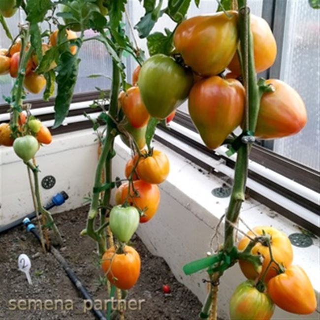 Уход за томатом до периода плодоношения