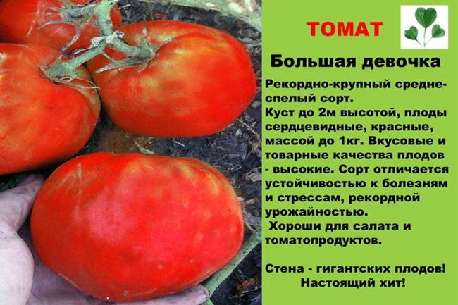 Подкормка помидоров