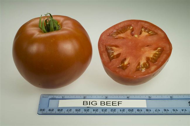 Характеристика и описание томата Биф, что это за сорт, его урожайность