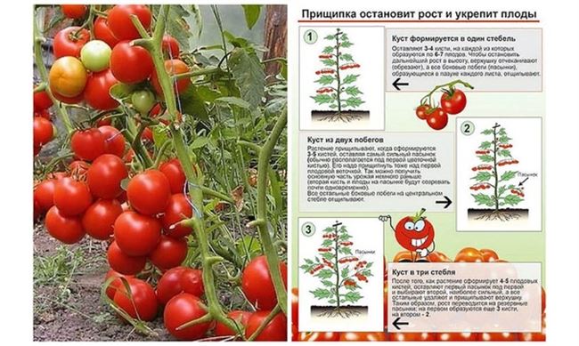 Формирование томатов просто и понятно, видео
