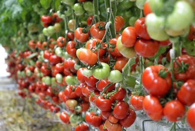 Видео: 9 секретов хорошего урожая помидоров