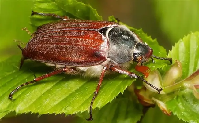 Какую опасность представляет майские жуки и их личинки