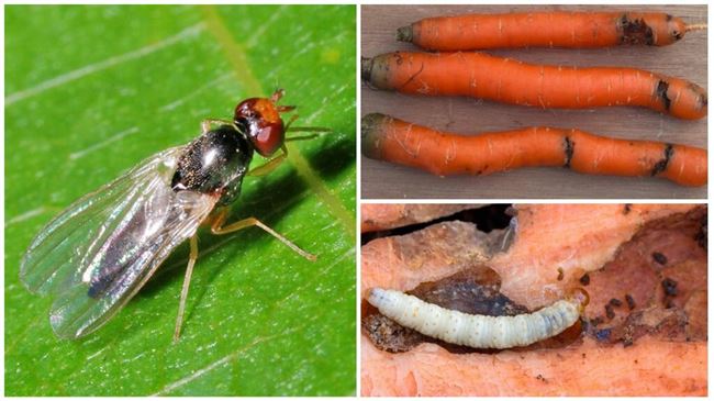 Методы борьбы с морковной мухой