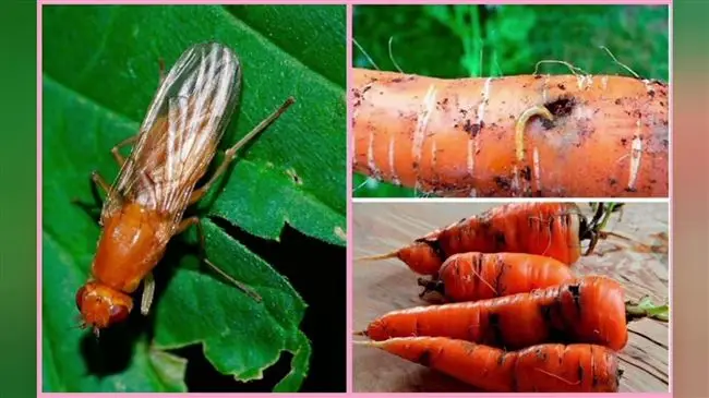 Как понять, что морковь поражена морковной мухой