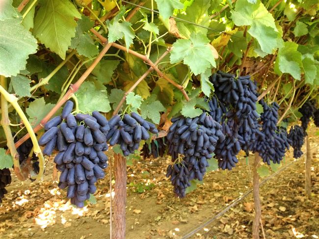 Посадка виноградной лозы летом