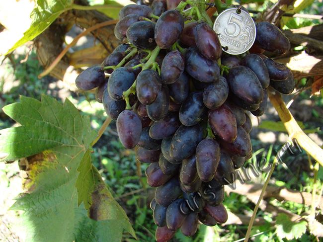 Описание сорта винограда Александр