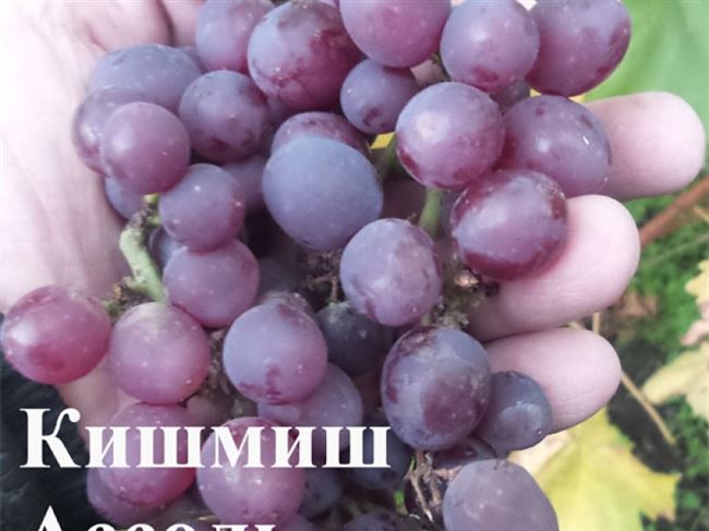 
			10 комментариев к “Болезни и вредители винограда. Лечение, описание, фото+ВИДЕО”		