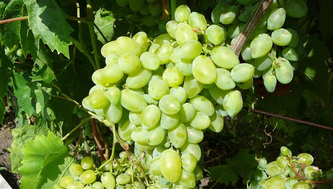 Описание сорта винограда Белый ранний