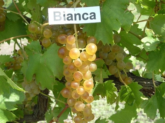 Болезни и вредители винограда Бианка