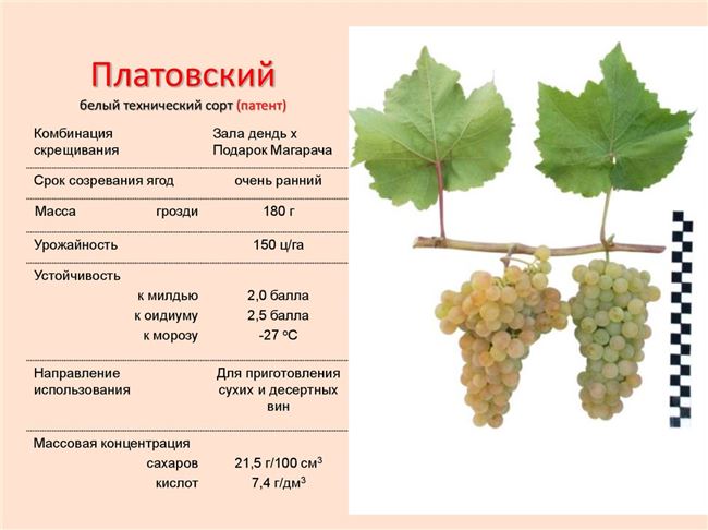 Сорта винограда и их характеристика