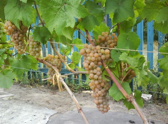 Как осуществлять уход за виноградом Платовский