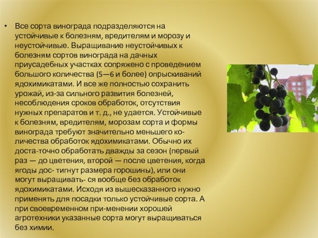 Сорта винограда устойчивые к болезням
